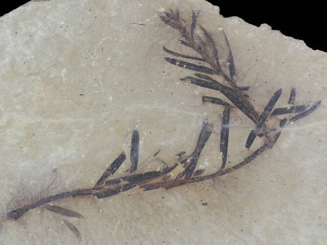 Metasequoia (Dawn Redwood) Fossil Plate - Montana #52190